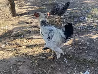Brahma — foto 1