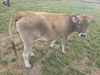 Lembu betina, Brown Mountain — foto 3