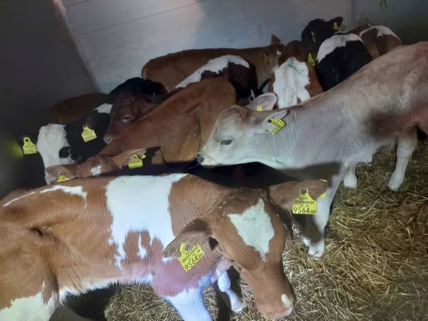 Bulle, Simmental cattle