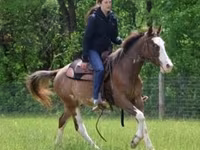 اسب نر, Pinto horses — عکس 6