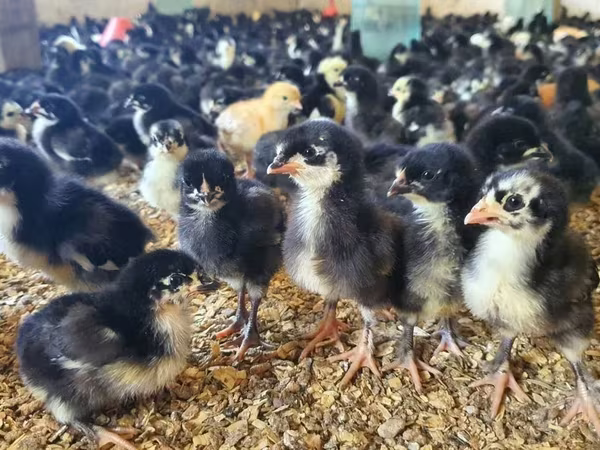Chickens