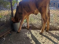 گاو و گوساله (گروه، جنسیت مشخص نشده), Simmental cattle — عکس 2