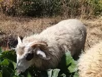 Wad, Racka sheep — sawirka 7