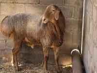 قوچ, Tian-Shan semifinewool sheep — عکس 1