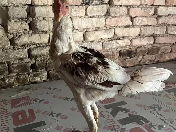 Chickens