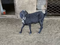 بز ماده, بز — عکس 5