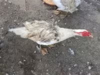 Ducks — Foto 2