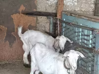 Koza, Kozy — foto 4
