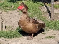 Ducks — รูปภาพ 1
