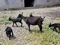 بز ماده, Murcia-Granada goats — عکس 6