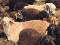 Κριός, Katum sheep — φωτογραφία 6