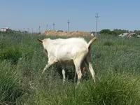 Koza, Saanen goat — fotografija 4