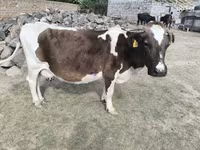 Kuh, Aberdeen-Angus — Foto 2