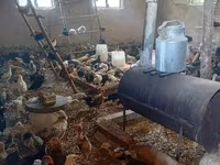 Chickens — عکس 6