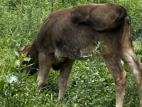 گاو ماده, گاو — عکس 3