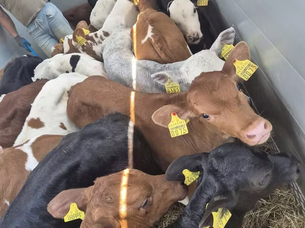 گاو نر, Simmental cattle