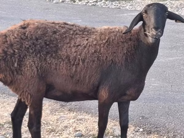 قوچ, Hissar sheep