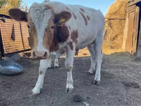 Byk, Simmental cattle — zdjęcie 2