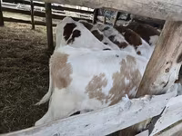 ষাঁড়, Simmental cattle — ছবি 1