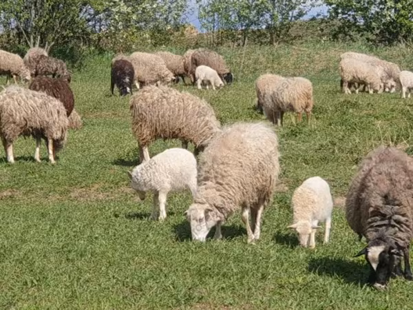 በግ, Sheep