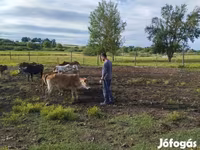 Boğa, Zebu — foto 7