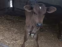 Bik, Swiss cattle — fotografija 2