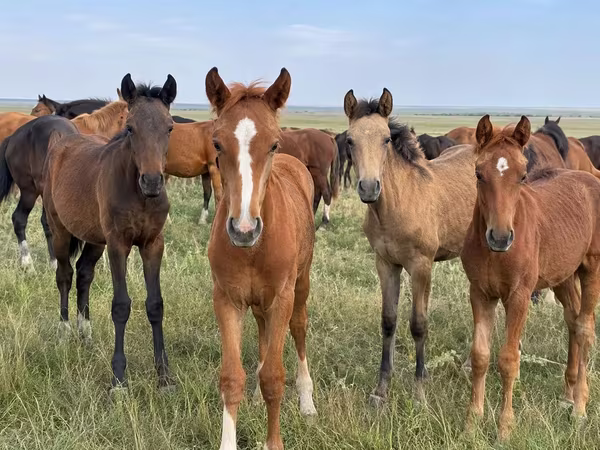 اسب نر, Kazakh horse