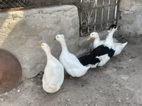 Deutscher Pekin — Foto 1