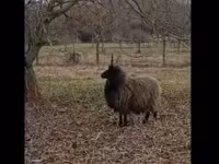Ovce, Racka sheep — foto 1
