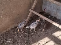 Chickens — รูปภาพ 6