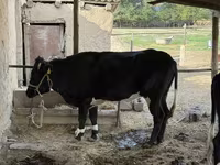 Mucca, Latvian Blue cattle — foto 5
