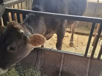 گاو ماده, Swiss cattle — عکس 6