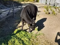Lembu jantan, Aberdeen-Angus — foto 6