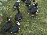 Turkeys — foto 5