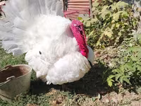 Turkeys — ፎቶ 4