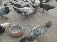 Ducks — புகைப்படம் 5