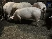Locha, Świnie — zdjęcie 3