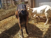 Kambing betina, Nubian Goat — foto 7