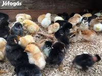 Chickens — zdjęcie 2