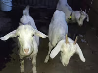 بز نر, بز — عکس 3