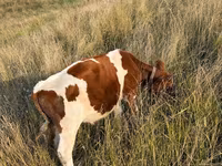 گاو نر, گاو — عکس 3