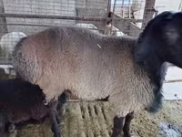Widder, Blackheaded Persian sheep — Foto 2