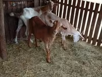 بز ماده, بز — عکس 2