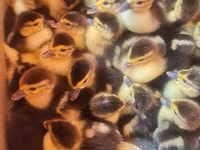 Ducks — foto 1
