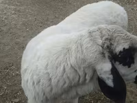 Ram, Arashan sheep — photo 2
