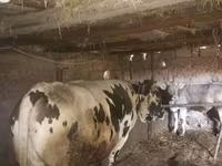 Byk, Russian Black pied cattle — zdjęcie 2