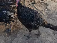 Turkeys — الصورة 3