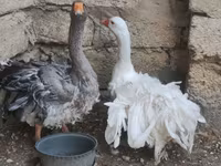 Geese — fotografija 2