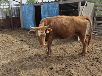 گاو ماده, Latvian Blue cattle — عکس 3