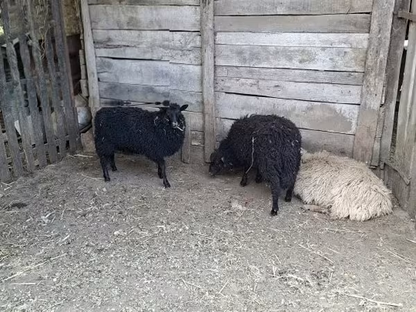 Sheep, Baerchuke sheep — Hungary